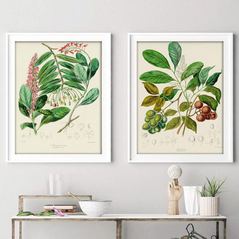 植物コレクション、ヴィンテージポスター、植物のハーブをモチー - Vintage Collectible Posters のレビューと価格